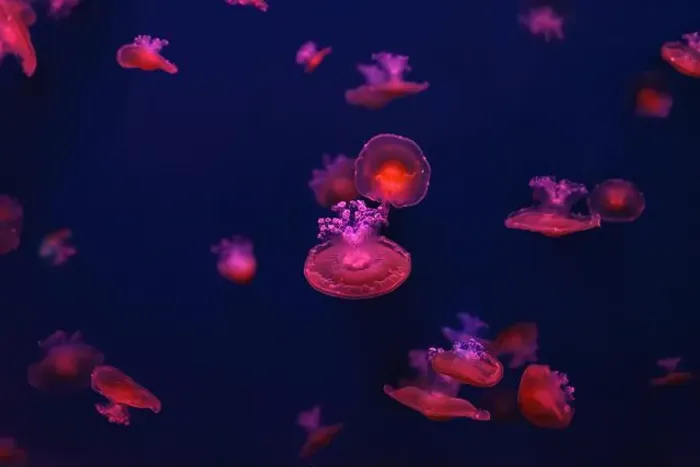 Framed Print : Mediterranean jellyfish Framed Print : Mediterranean jellyfish