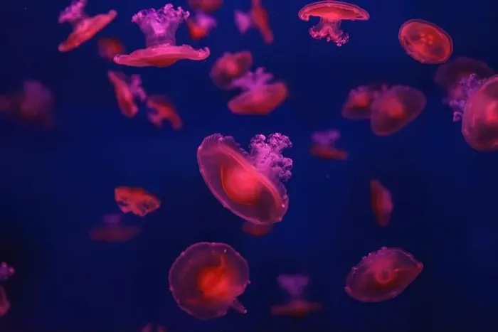 Framed Print : Mediterranean jellyfish Framed Print : Mediterranean jellyfish