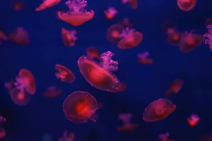 Framed Print : Mediterranean jellyfish Framed Print : Mediterranean jellyfish