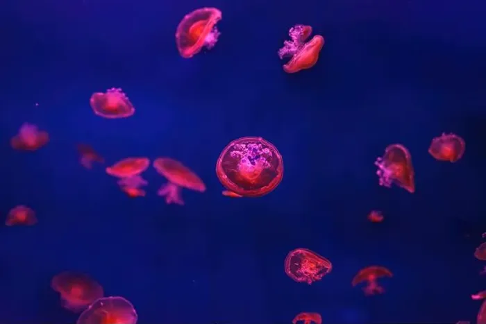 Framed Print : Mediterranean jellyfish Framed Print : Mediterranean jellyfish