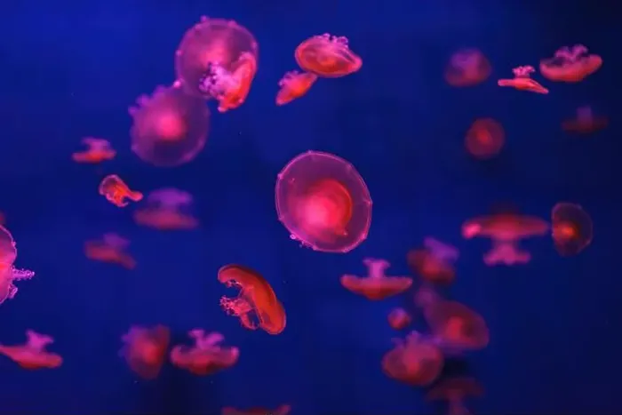 Framed Print : Mediterranean jellyfish Framed Print : Mediterranean jellyfish