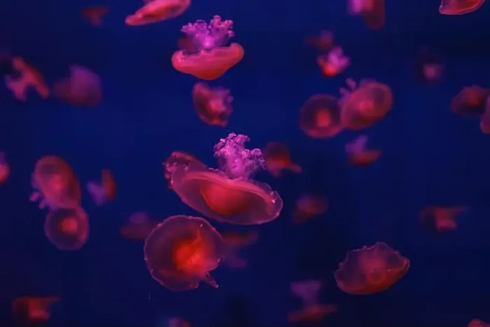 Framed Print : Mediterranean jellyfish Framed Print : Mediterranean jellyfish