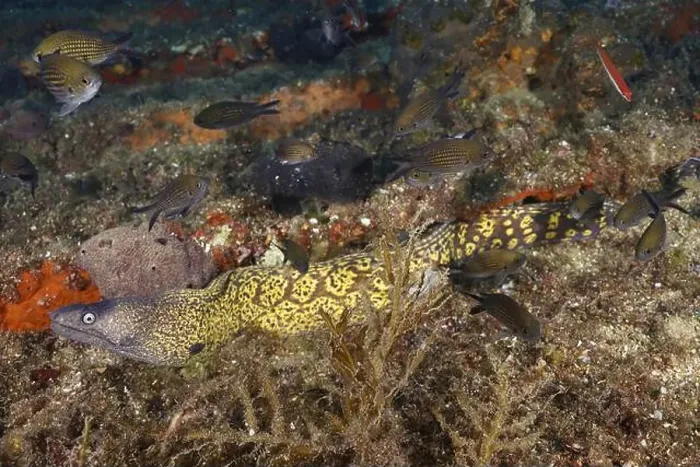 Framed Print : A Mediterranean moray eel (Muraena helena) moves between parts of the wreck and small fish swimming past