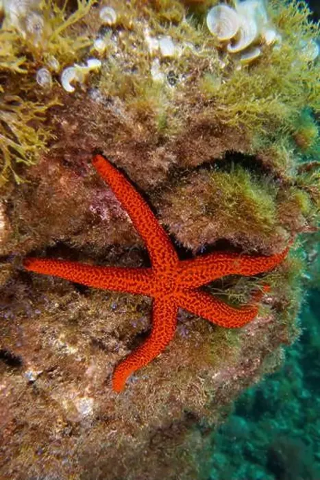 Framed Print : A mediterranean red sea star (Echinaster sepositus) clings to an algae-covered reef Framed Print : A mediterranean red sea star (Echinaster sepositus) clings to an algae-covered reef