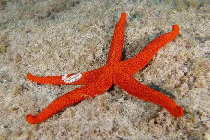 Framed Print : A mediterranean red sea star (Echinaster sepositus) lies on the sandy seabed Framed Print : A mediterranean red sea star (Echinaster sepositus) lies on the sandy seabed