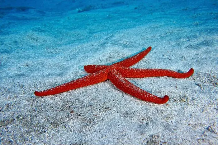 Framed Print : A mediterranean red sea star (Echinaster sepositus) spreads out on the sandy substrate