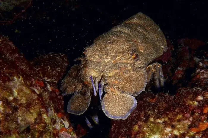 Framed Print : A Mediterranean slipper lobster (Scyllarides latus) moves on a dark seabed surrounded by rocks Framed Print : A Mediterranean slipper lobster (Scyllarides latus) moves on a dark seabed surrounded by rocks