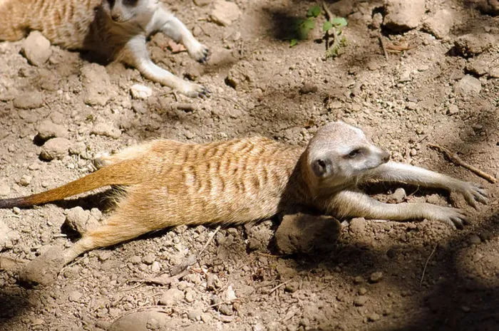 Framed Print : Meerkat (Suricata Suricatta ) Framed Print : Meerkat (Suricata Suricatta )