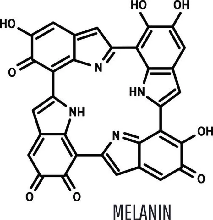 Framed Print : Melanin structural chemical formula on a white background Framed Print : Melanin structural chemical formula on a white background