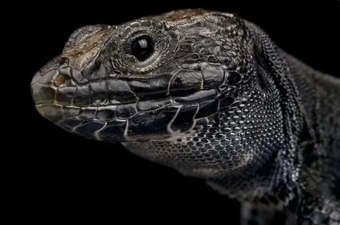 Framed Print : Melanistic occulted lizard (Timon lepidus) Framed Print : Melanistic occulted lizard (Timon lepidus)