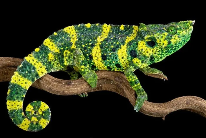 Framed Print : Meller's chameleon (Trioceros melleri) Framed Print : Meller's chameleon (Trioceros melleri)