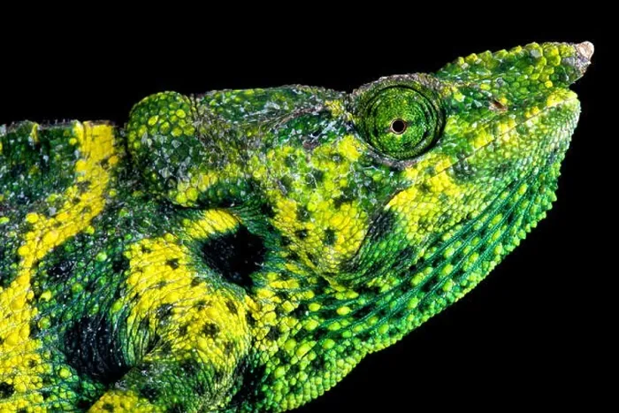 Framed Print : Meller's chameleon (Trioceros melleri) Framed Print : Meller's chameleon (Trioceros melleri)