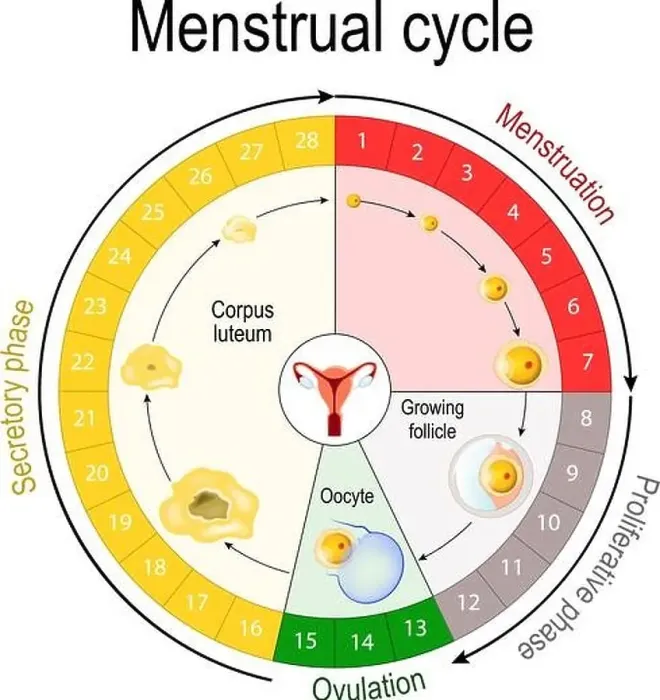 Framed Print : Menstrual cycle chart. increase and decrease of the hormones Framed Print : Menstrual cycle chart. increase and decrease of the hormones