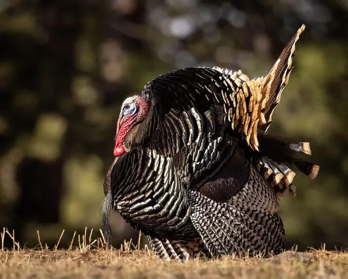 Framed Print : Merriam's tom turkey - Meleagris gallopavo - in full strut Colorado, USA Framed Print : Merriam's tom turkey - Meleagris gallopavo - in full strut Colorado, USA