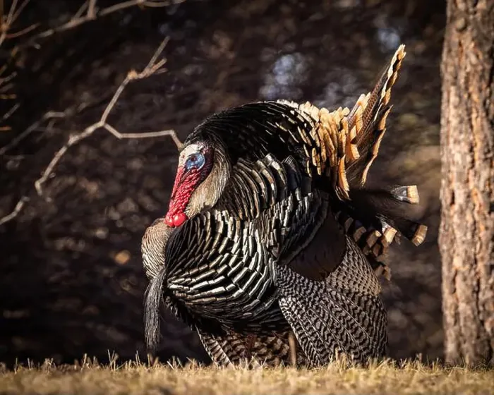 Framed Print : Merriam's tom turkey - Meleagris gallopavo - in full strut Colorado, USA Framed Print : Merriam's tom turkey - Meleagris gallopavo - in full strut Colorado, USA