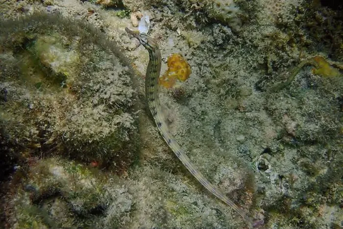 Framed Print : Messmate pipefish (Corythoichthys intestinalis) swimming among coral reefs in Bawean Island, East Java, Indonesia Framed Print : Messmate pipefish (Corythoichthys intestinalis) swimming among coral reefs in Bawean Island, East Java, Indonesia
