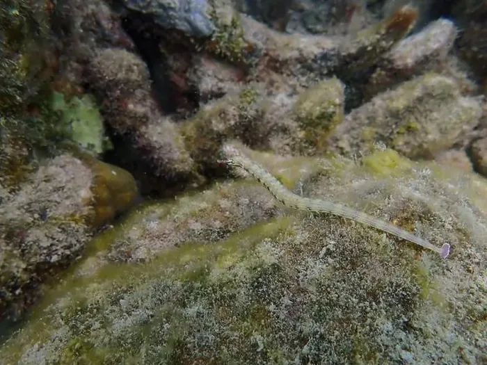 Framed Print : Messmate pipefish (Corythoichthys intestinalis) swimming among coral reefs in Bawean Island, East Java, Indonesia Framed Print : Messmate pipefish (Corythoichthys intestinalis) swimming among coral reefs in Bawean Island, East Java, Indonesia