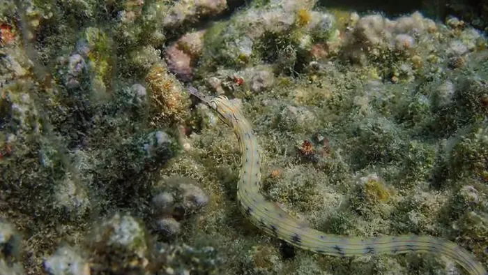 Framed Print : Messmate pipefish (Corythoichthys intestinalis) swimming among coral reefs in Bawean Island, East Java, Indonesia Framed Print : Messmate pipefish (Corythoichthys intestinalis) swimming among coral reefs in Bawean Island, East Java, Indonesia