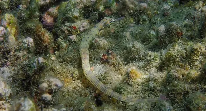 Framed Print : Messmate pipefish (Corythoichthys intestinalis) swimming among coral reefs in Bawean Island, East Java, Indonesia Framed Print : Messmate pipefish (Corythoichthys intestinalis) swimming among coral reefs in Bawean Island, East Java, Indonesia