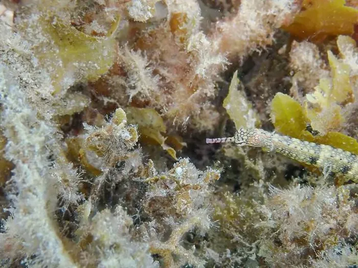 Framed Print : Messmate pipefish (Corythoichthys intestinalis) swimming among coral reefs in Bawean Island, East Java, Indonesia Framed Print : Messmate pipefish (Corythoichthys intestinalis) swimming among coral reefs in Bawean Island, East Java, Indonesia