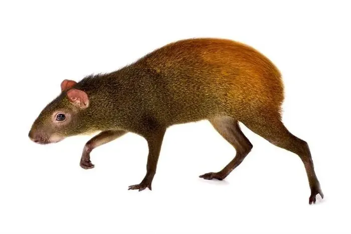 Framed Print : Mexican agouti (Dasyprocta mexicana) Framed Print : Mexican agouti (Dasyprocta mexicana)
