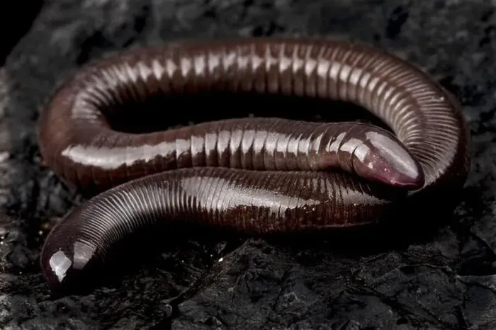 Framed Print : Mexican burrowing caecilian (Dermophis mexicanus) Framed Print : Mexican burrowing caecilian (Dermophis mexicanus)
