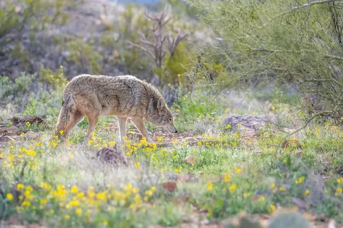 Framed Print : A Mexican Gray Wolf in Tucson, Arizona Framed Print : A Mexican Gray Wolf in Tucson, Arizona