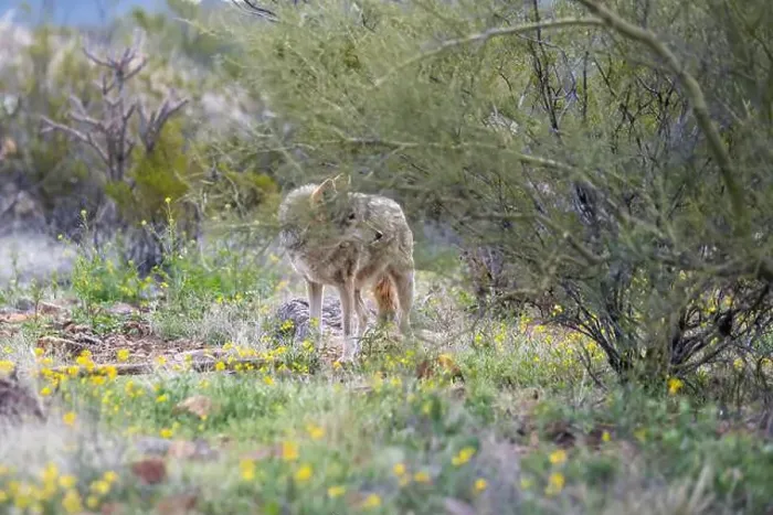 Framed Print : A Mexican Gray Wolf in Tucson, Arizona Framed Print : A Mexican Gray Wolf in Tucson, Arizona