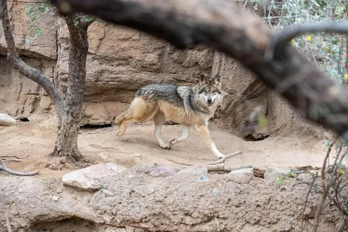 Framed Print : A Mexican Gray Wolf in Tucson, Arizona Framed Print : A Mexican Gray Wolf in Tucson, Arizona