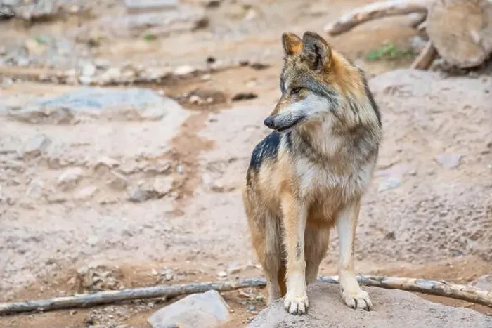 Framed Print : A Mexican Gray Wolf in Tucson, Arizona Framed Print : A Mexican Gray Wolf in Tucson, Arizona