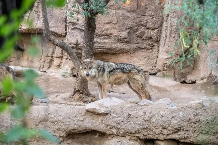 Framed Print : A Mexican Gray Wolf in Tucson, Arizona Framed Print : A Mexican Gray Wolf in Tucson, Arizona
