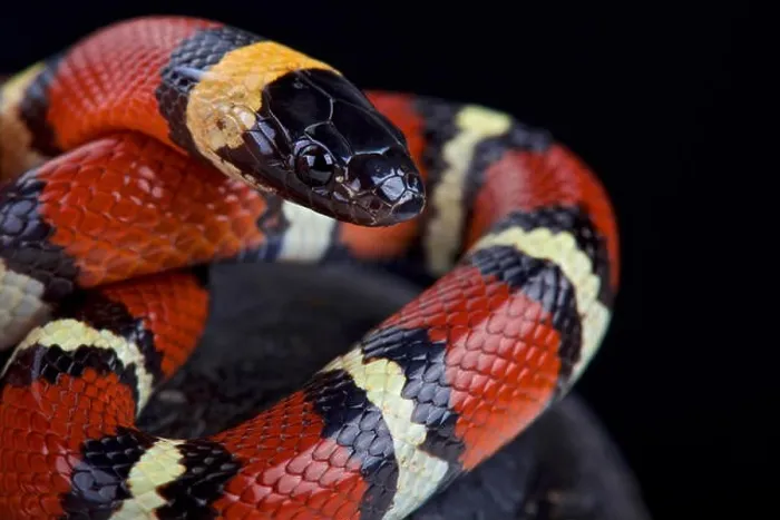 Framed Print : Mexican milksnake (Lampropeltis triangulum annulata) Framed Print : Mexican milksnake (Lampropeltis triangulum annulata)