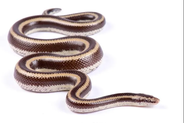 Framed Print : Mexican rosy boa, Lichanura trivirgata trivirgata Framed Print : Mexican rosy boa, Lichanura trivirgata trivirgata