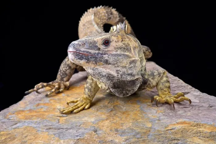 Framed Print : Mexican spiny-tailed iguana (Ctenosaura pectinata)