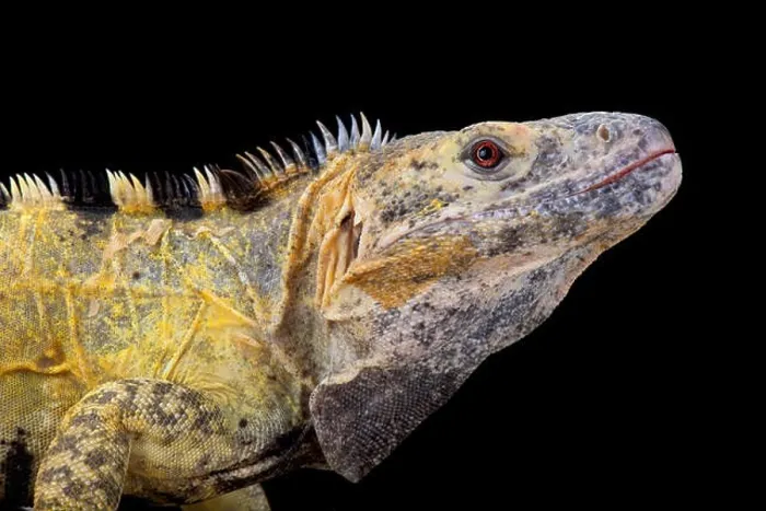 Framed Print : Mexican spiny-tailed iguana (Ctenosaura pectinata)
