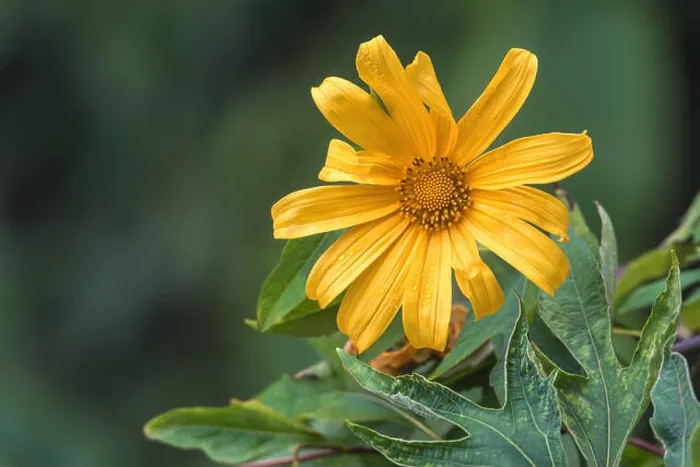 Framed Print : Mexican sunflower or Bua Tong, yellow flower on blurred background Framed Print : Mexican sunflower or Bua Tong, yellow flower on blurred background