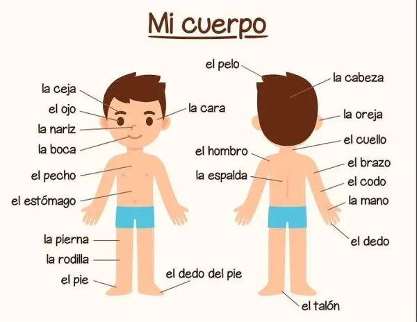 Mi Cuerpo Print: Spanish Human Body Diagram for Art Prints