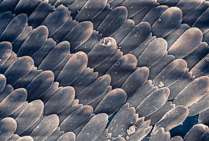 Framed Print : Microscopic image of butterfly wing scales at 500x magnification Framed Print : Microscopic image of butterfly wing scales at 500x magnification