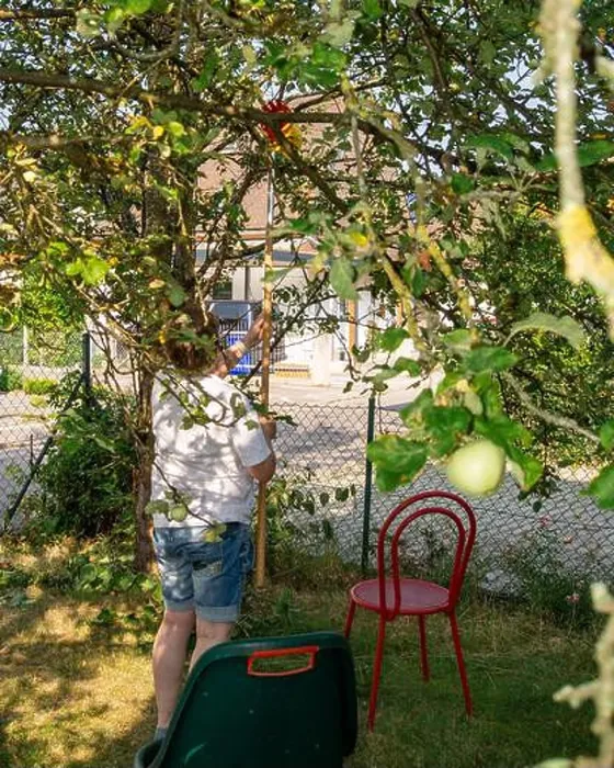 Framed Print : A middle aged woman plucks apples from a tree in her garden Framed Print : A middle aged woman plucks apples from a tree in her garden