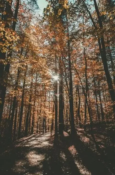 Framed Print : Middle of fall color forest, sunny, autumn day - wide shot