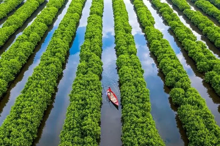 Framed Print : In the middle of mangroves forest, Quang Ngai, Vietnam, Indochina, Southeast Asia, Asia Framed Print : In the middle of mangroves forest, Quang Ngai, Vietnam, Indochina, Southeast Asia, Asia