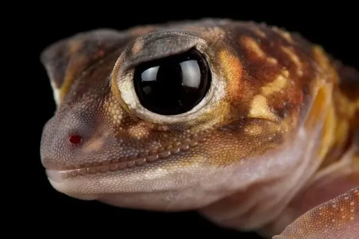 Framed Print : The Midline knob-tailed gecko (Nephrurus vertebralis) is a nocturnal Framed Print : The Midline knob-tailed gecko (Nephrurus vertebralis) is a nocturnal