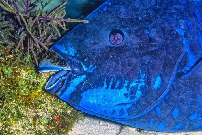 Framed Print : midnight parrotfish, Scarus coelestinus is a species of parrotfish that inhabits coral reefs mainly in the Caribbean Framed Print : midnight parrotfish, Scarus coelestinus is a species of parrotfish that inhabits coral reefs mainly in the Caribbean