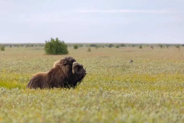 Framed Print : A mighty male musk ox walks across the tundra Framed Print : A mighty male musk ox walks across the tundra