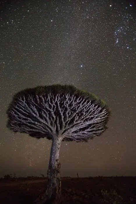 Framed Print : Milky way shines above a Dragon blood tree (Dracaena cinnabari); Socotra Island, Yemen Framed Print : Milky way shines above a Dragon blood tree (Dracaena cinnabari); Socotra Island, Yemen