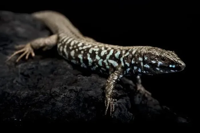Framed Print : Milos wall lizard (Podarcis milensis) Framed Print : Milos wall lizard (Podarcis milensis)