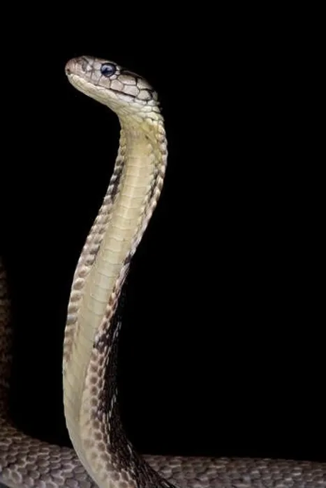 Framed Print : Mindanao King cobra (Ophiophagus hannah) Framed Print : Mindanao King cobra (Ophiophagus hannah)