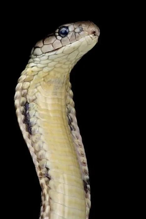 Framed Print : Mindanao King cobra (Ophiophagus hannah) Framed Print : Mindanao King cobra (Ophiophagus hannah)