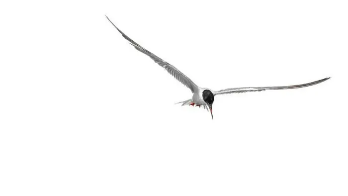 Framed Print : A minimalistic picture of a flying arctic tern (sterna paradisaea) Framed Print : A minimalistic picture of a flying arctic tern (sterna paradisaea)