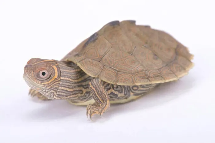 Framed Print : Mississippi map turtle, Graptemys pseudogeographica kohni Framed Print : Mississippi map turtle, Graptemys pseudogeographica kohni